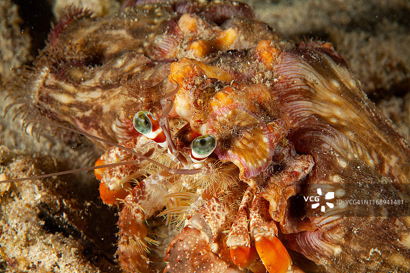 海葵上的瓷蟹(Neopetrolisthes maculatus)图片素材