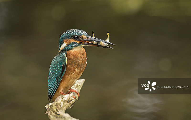 捕获猎物的翠鸟图片素材