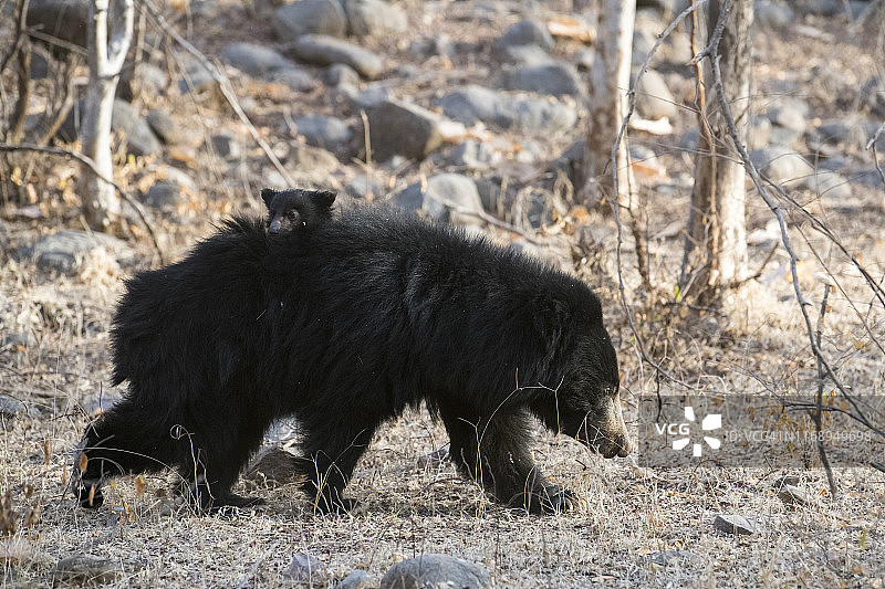 树懒妈妈背着幼崽图片素材