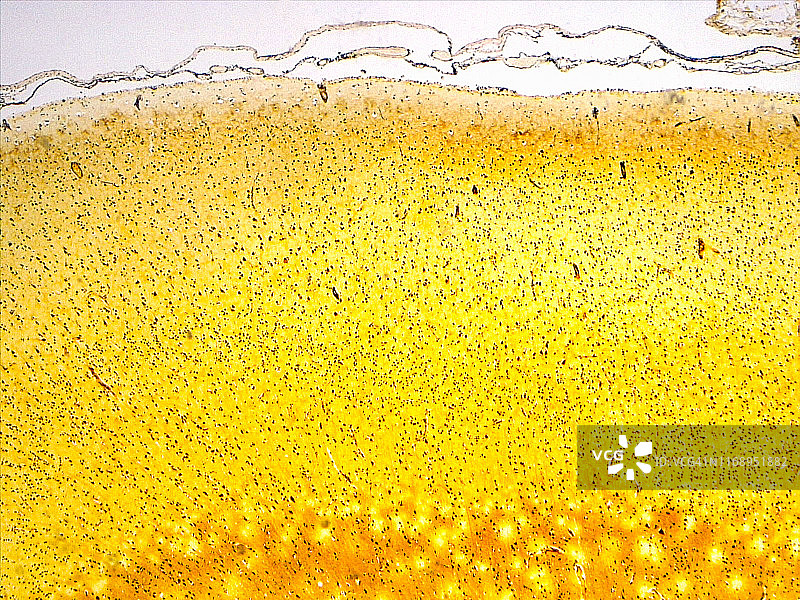 人脑，4倍光学显微照片图片素材