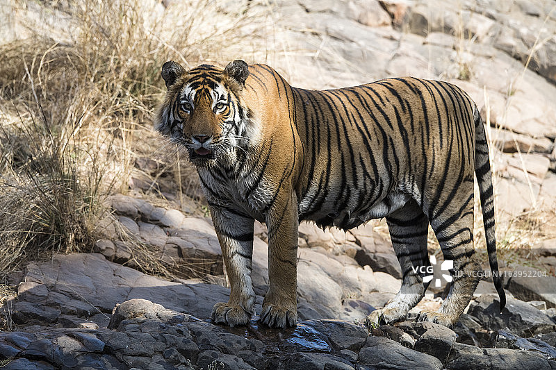 岩石斜坡上的孟加拉虎图片素材