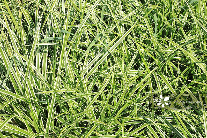 日本苔草图片素材