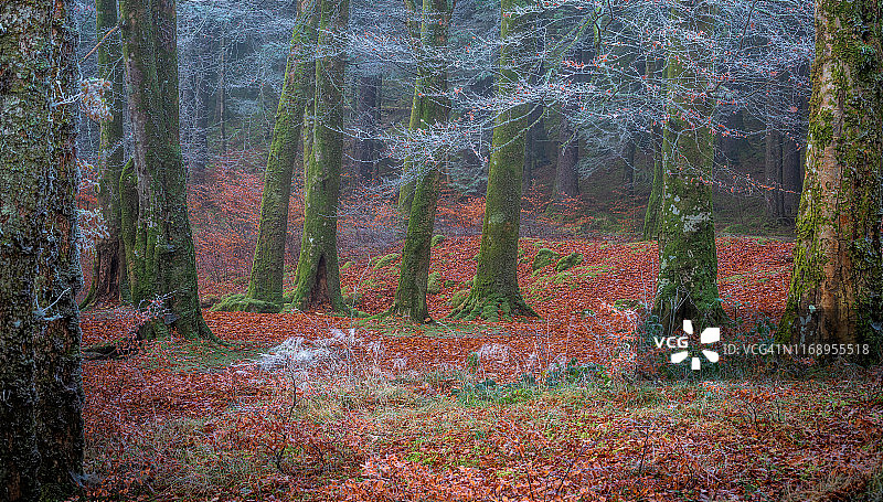 神秘的12号作物图片素材