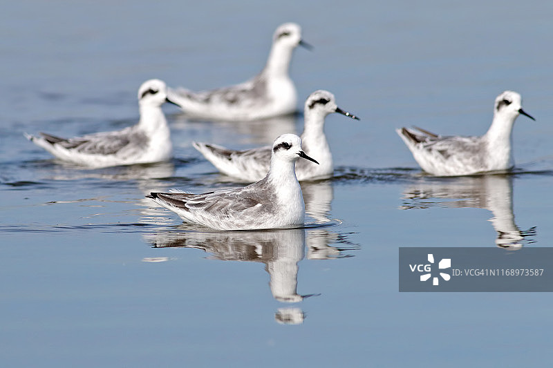 红颈瓣蹼鹬水面倒影图片素材