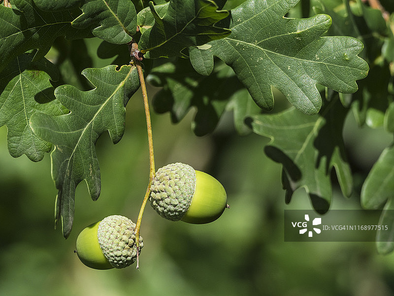 橡子和橡树叶图片素材