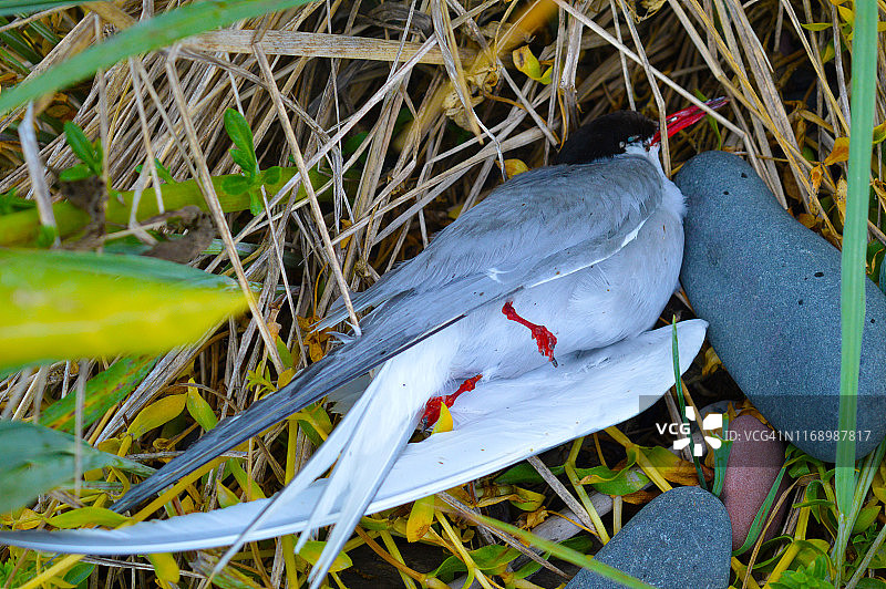 死去的北极燕鸥图片素材