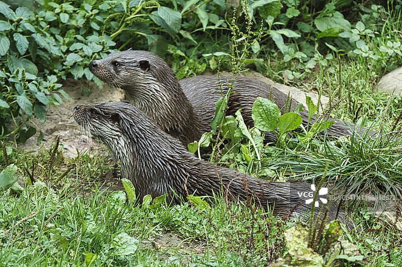 两只欧亚水獭离开水面图片素材