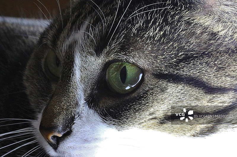 年轻虎斑小猫特写图片素材