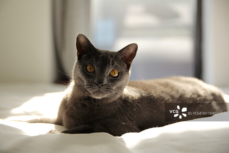 阳光下躺在床上的沙特尔猫图片素材