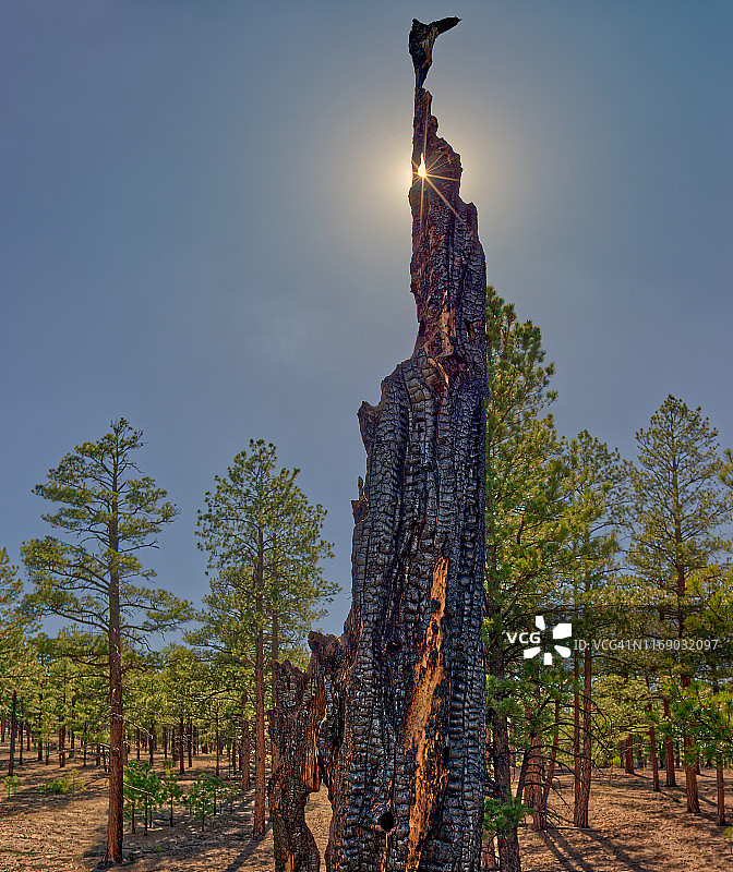 美国亚利桑那州日落火山口国家纪念碑的烧毁树木图片素材