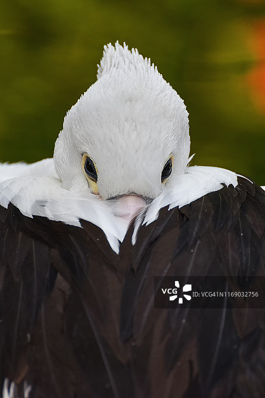 印度尼西亚，鹈鹕将喙藏在羽毛中特写图片素材