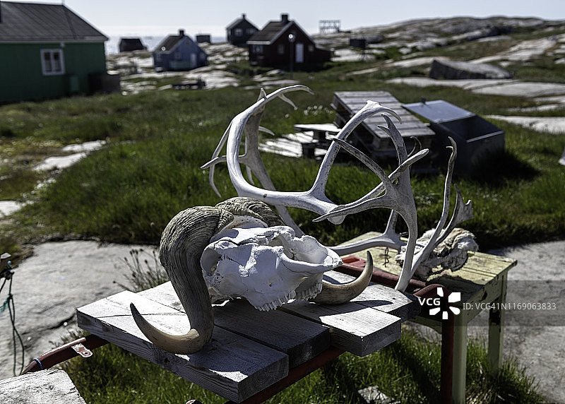 狩猎遗骸和骨骼图片素材