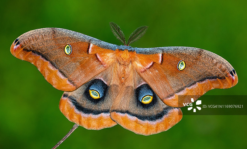 波利菲姆斯蛾图片素材