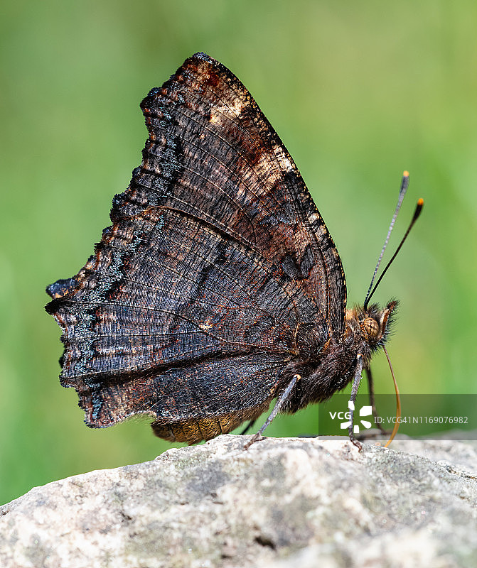大 tortoiseshell 蝴蝶图片素材