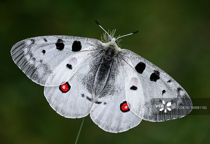 阿波罗绢蝶图片素材