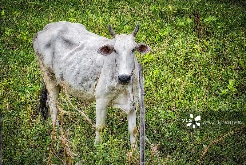柬埔寨白色奶牛图片素材
