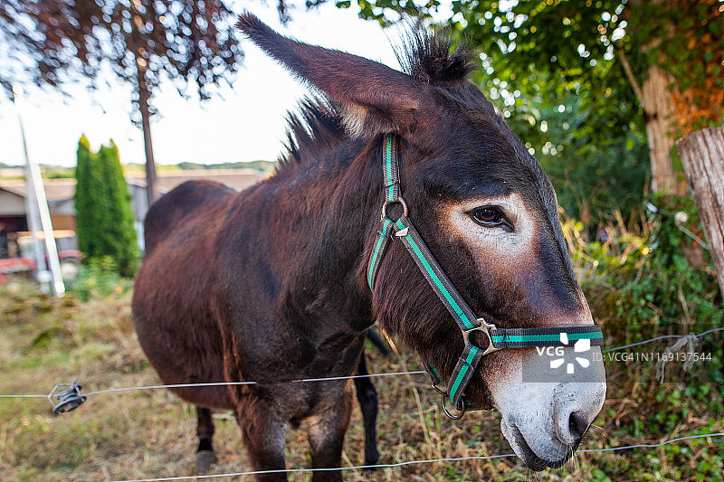 动物群 - 驴图片素材