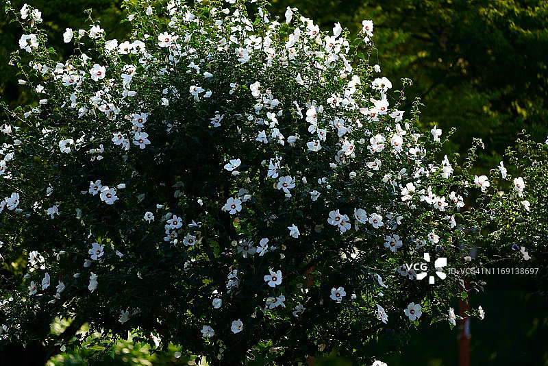 韩国国花图片素材