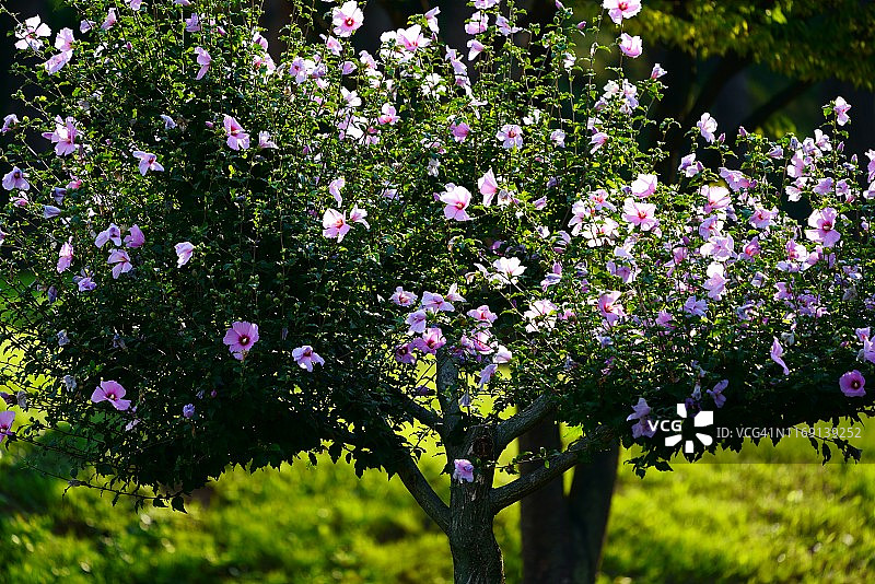 韩国国花图片素材