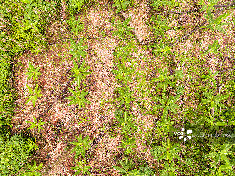 俯瞰香蕉种植园图片素材
