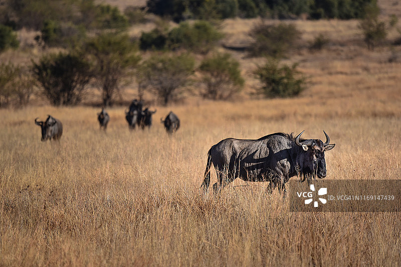 比林斯堡野生动物保护区的角马图片素材