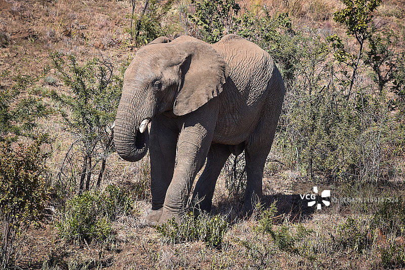 比林斯堡禁猎区的一头非洲象图片素材