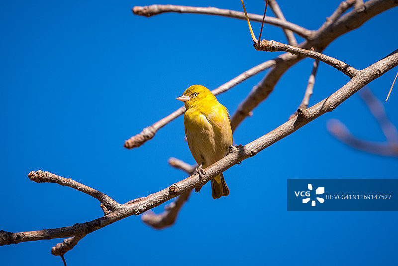 南非树枝上的一只织雀图片素材