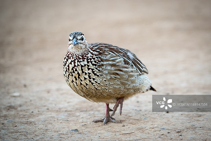 在南非土地上行走的小鸟图片素材