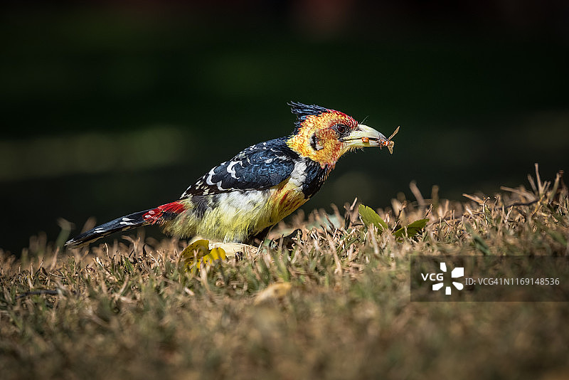 南非斑头鹟捕食昆虫图片素材