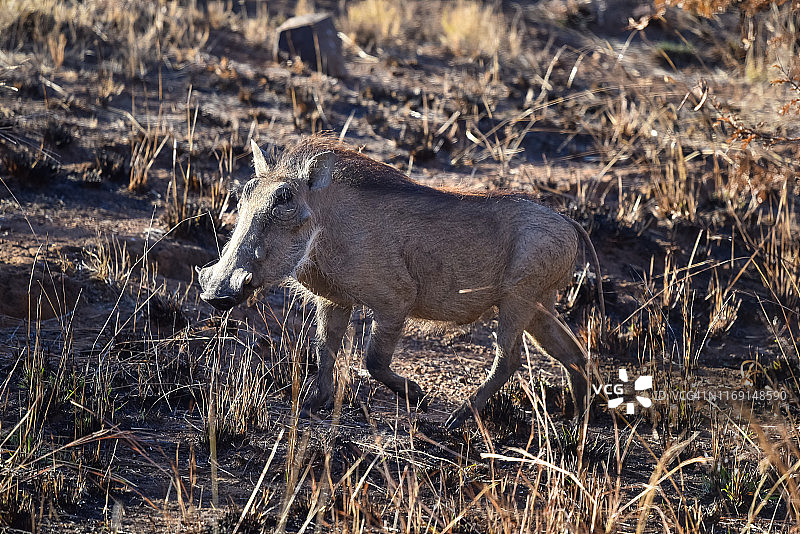 皮拉内斯堡禁猎区，疣猪在地上行走图片素材