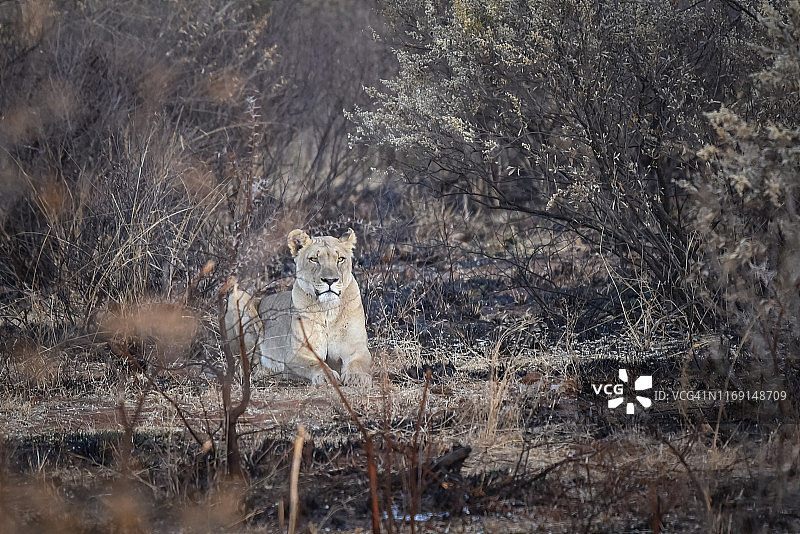 坐在皮纳莱斯堡禁猎区灌木丛中的母狮图片素材