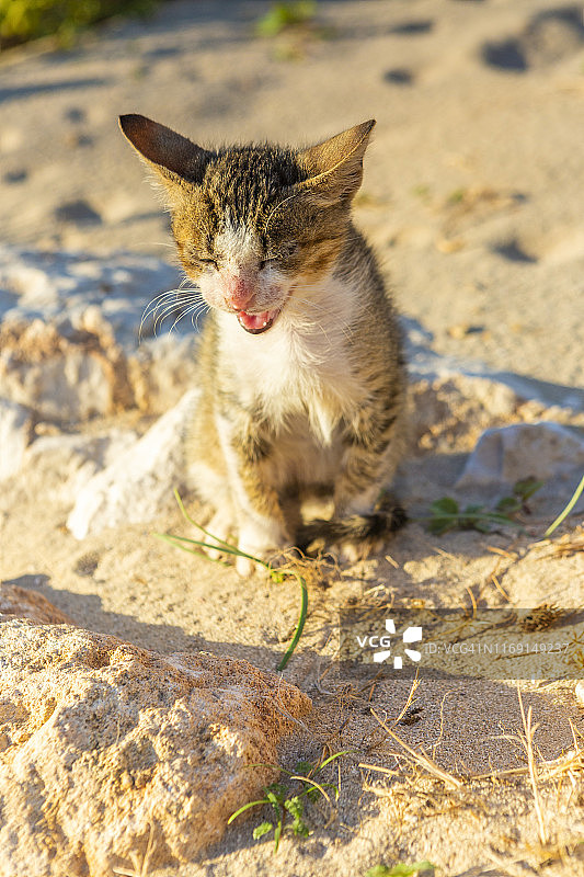 日出时分意大利西西里岛特拉帕尼省圣维托洛卡波海滩上的野猫图片素材