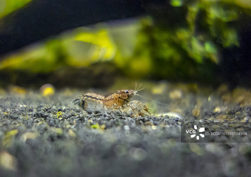 淡水螯虾图片素材