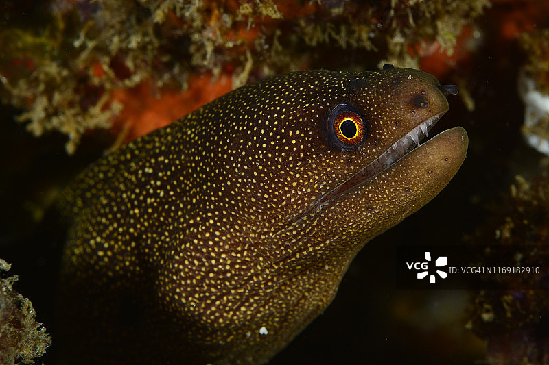 金尾海鳝图片素材