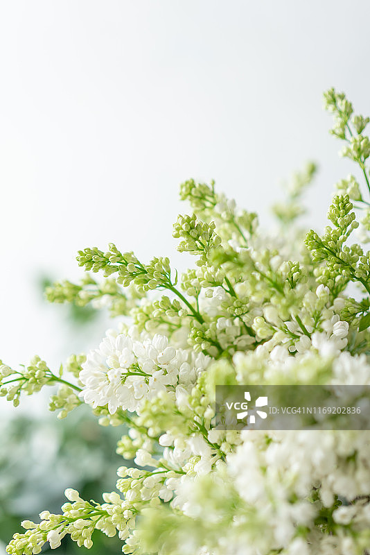 玻璃花瓶里的一束白色丁香花，浅色背景上的花束，墙纸，春季开花的树木图片素材