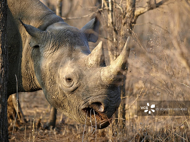 黑犀牛，克鲁格国家公园，南非图片素材