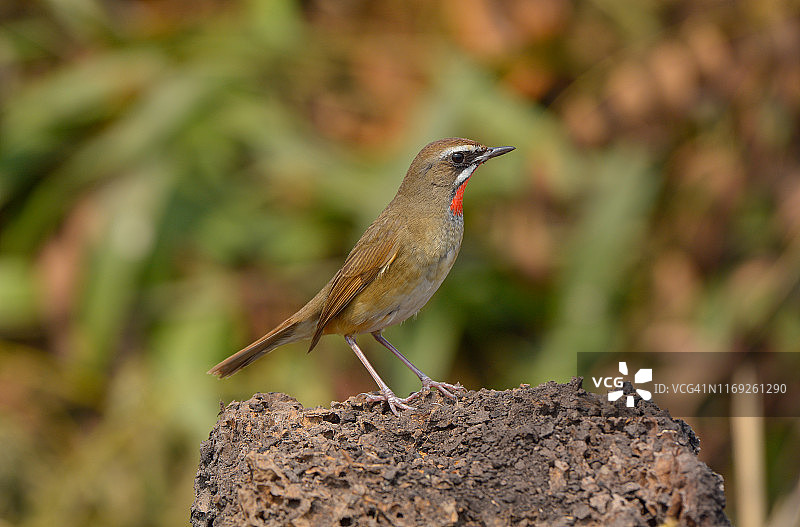 石喉石鸲图片素材