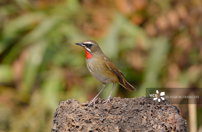 石喉石鸲图片素材
