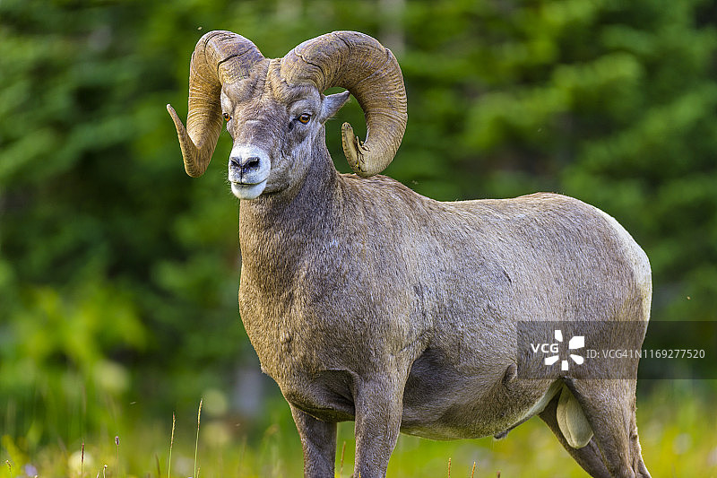 美国蒙大拿州冰川国家公园图片素材