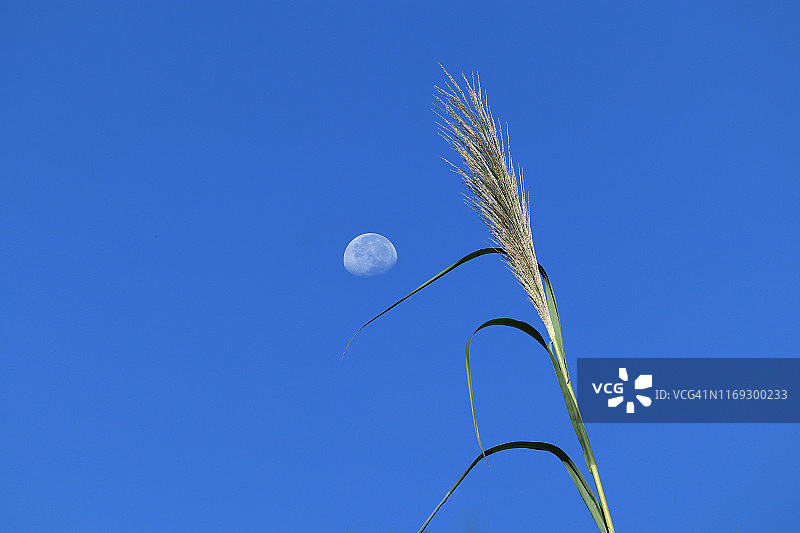 蓝天下的观赏草图片素材