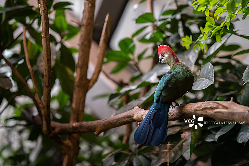 红冠蕉鹃图片素材