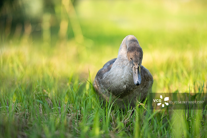 年轻天鹅图片素材