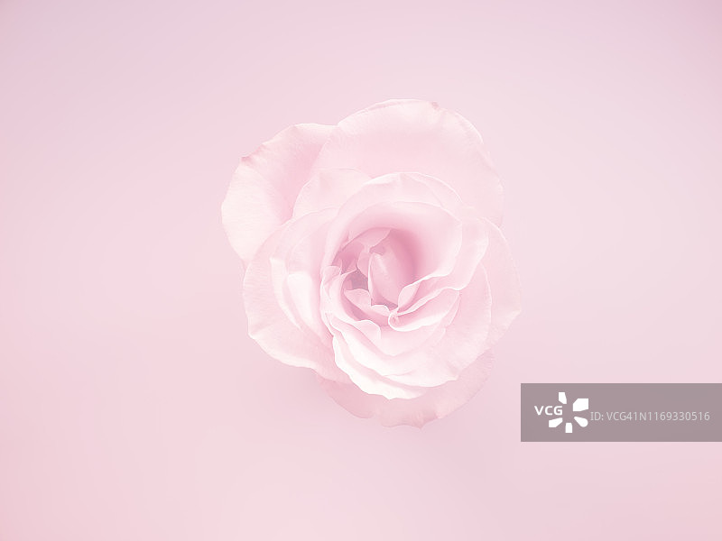 单朵粉色花图片素材