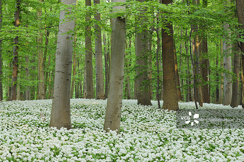 德国图林根州海尼希国家公园森林中盛开的野蒜和山毛榉树图片素材