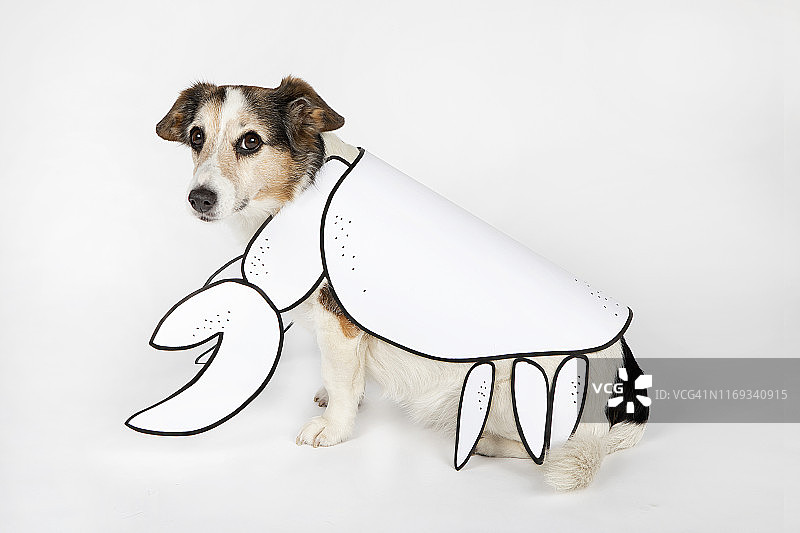 作为巨蟹座的混种犬的画像，画着钳子和贝壳坐在白色地面上图片素材