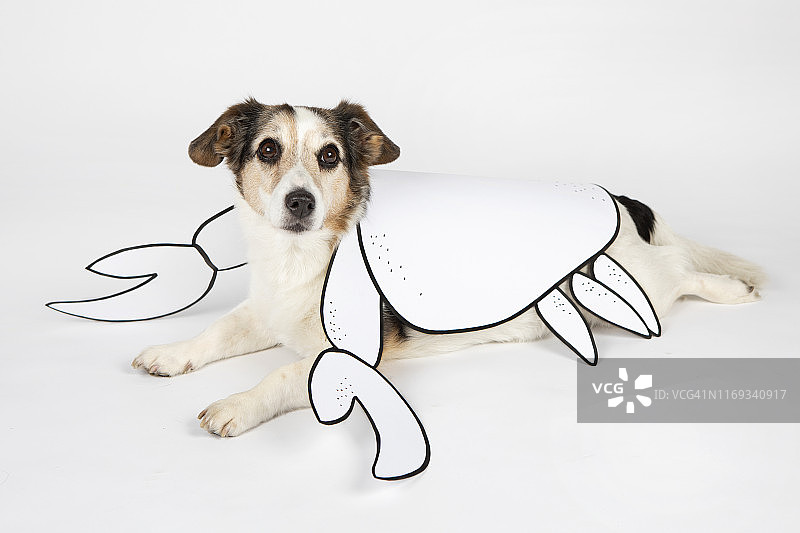 螃蟹外形的混血狗 портрет图片素材