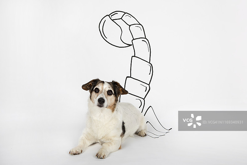 杂种犬的肖像，画着尾巴，像天蝎座一样躺在白色地面上图片素材