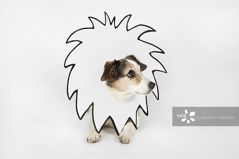 戴着绘制的狮子鬃毛的小狗图片素材