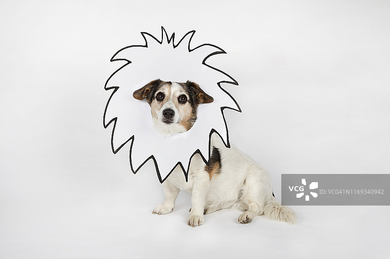 画着狮子鬃毛的混种犬坐在白色背景前的肖像图片素材