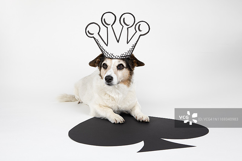 戴着画的黑桃国王皇冠的混种狗肖像图片素材